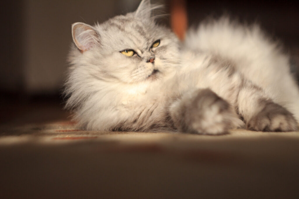 cute grey persian cat