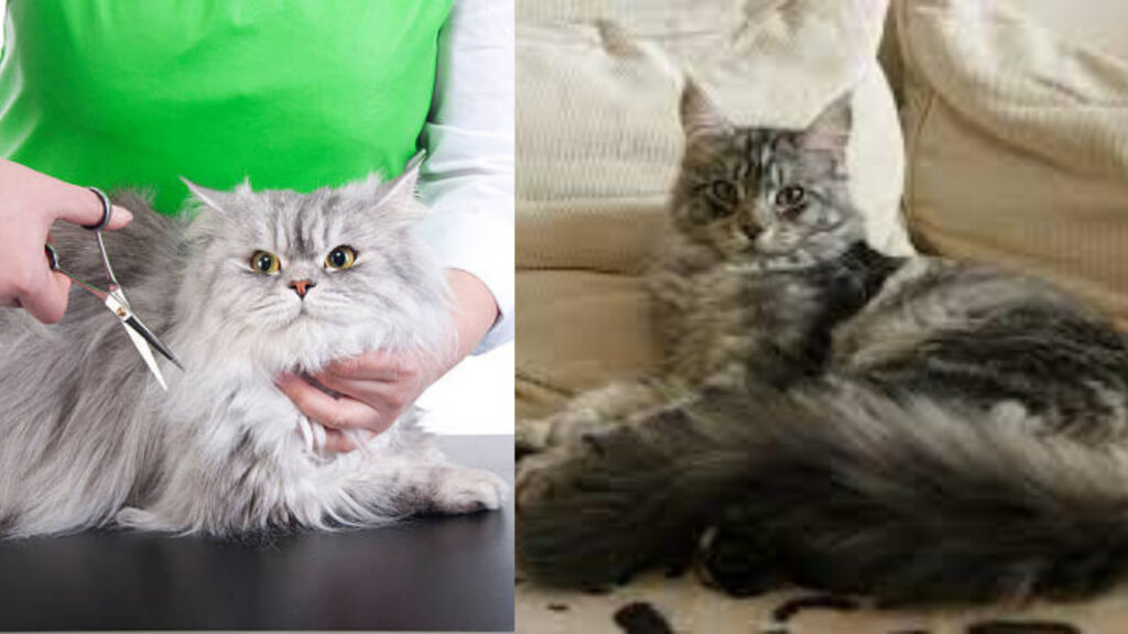 maine coon and persian cat grooming needs