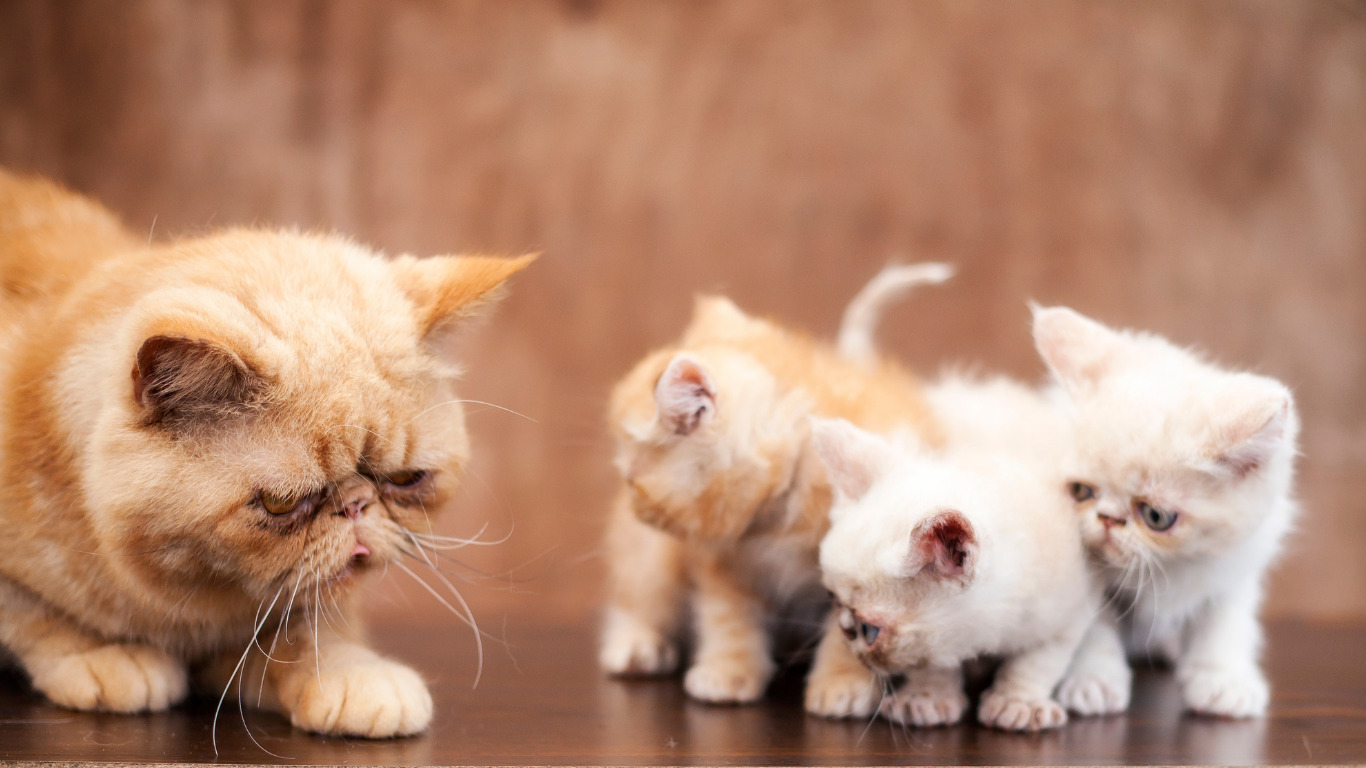 How much does a Persian cat cost? Cat Queries