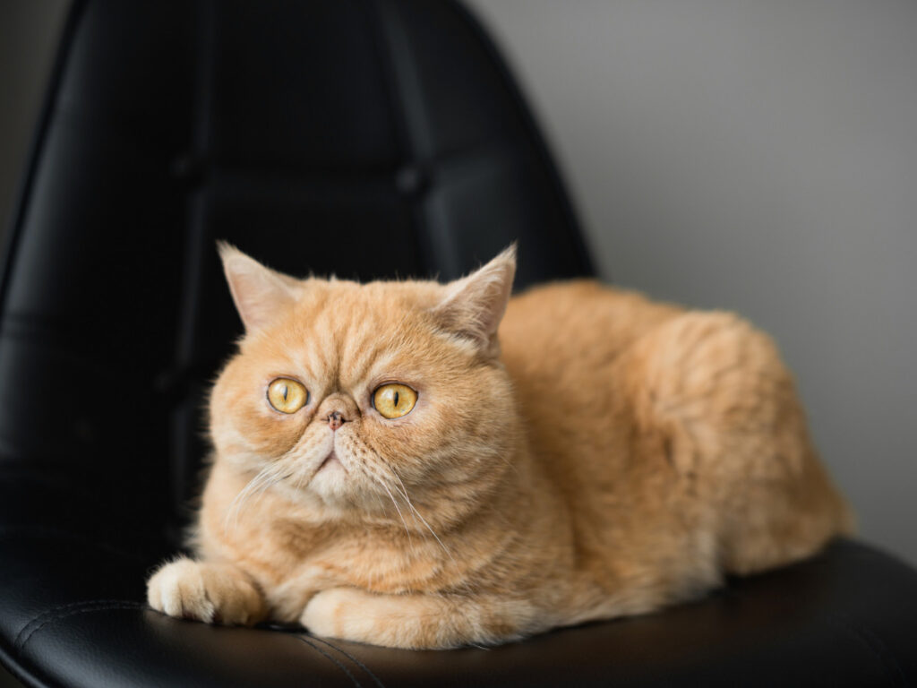 Orange exotic shorthair persian cat