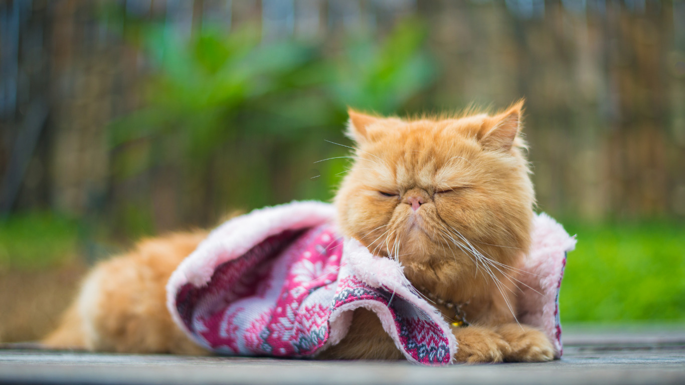 Orange Persian Cats History, Personality, and Behaviour