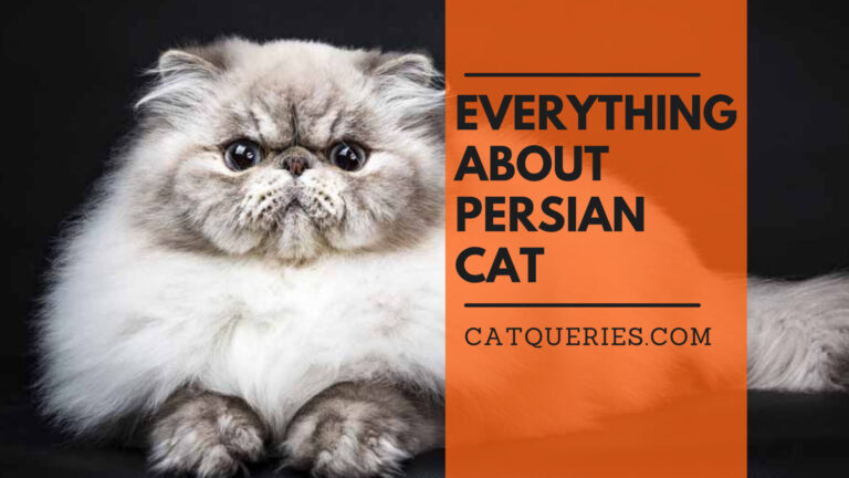 persian cat all you need to know