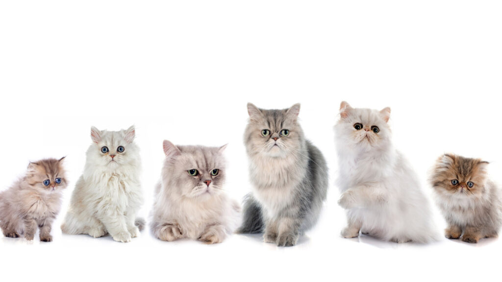 persian cat family