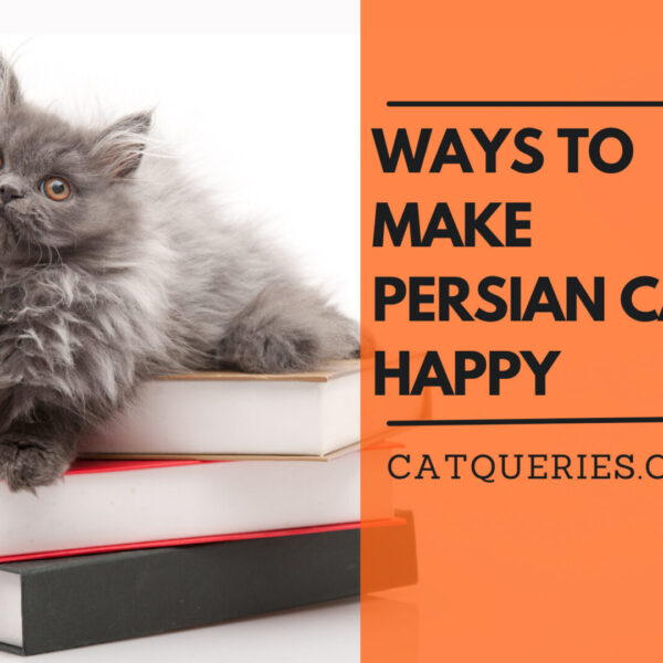 persian cat happy and cheerful