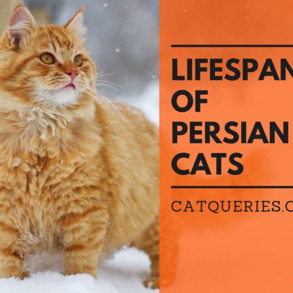 persian cat life span