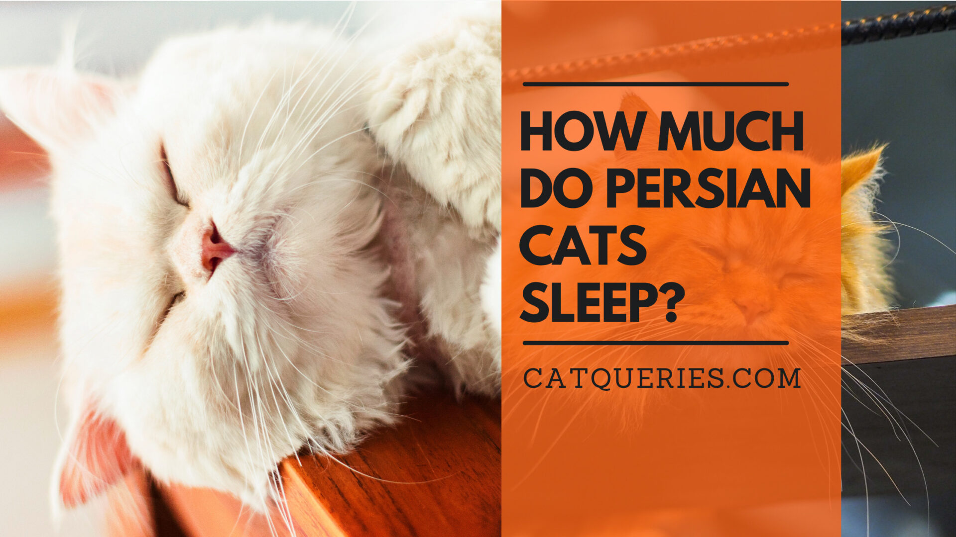 How much do Persian cats sleep? Cat Queries