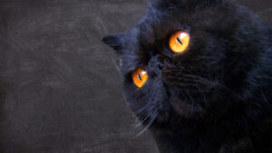 Black persian cat facts