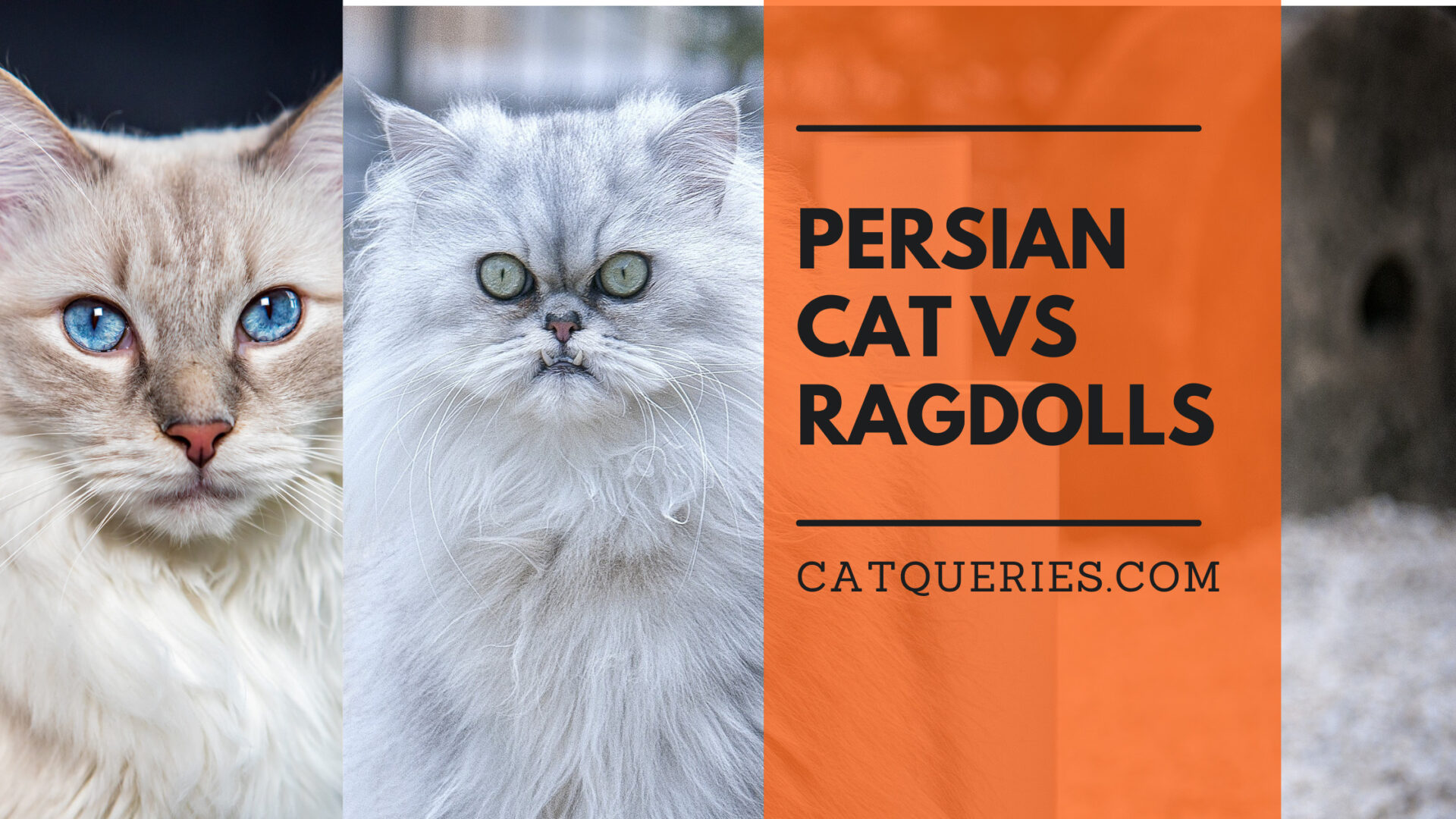 Persian Cat vs Ragdolls- Which One Is the Best?