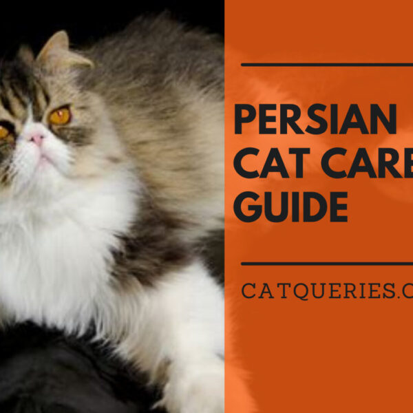 How to care for your Persians: A Persian Cat Care Guide