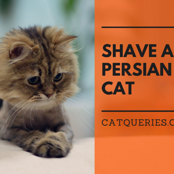 How to Shave a Persian Cat?