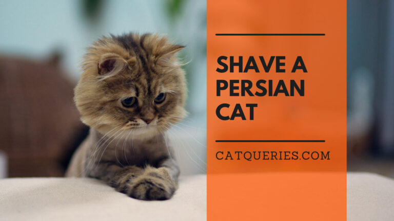 shaved Persian cat