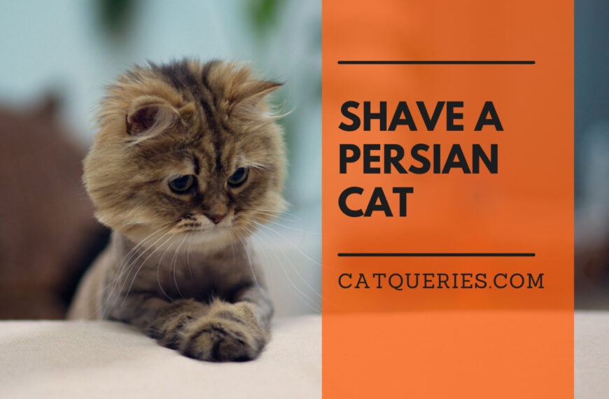 CatQueries The place for all your Cat Queries