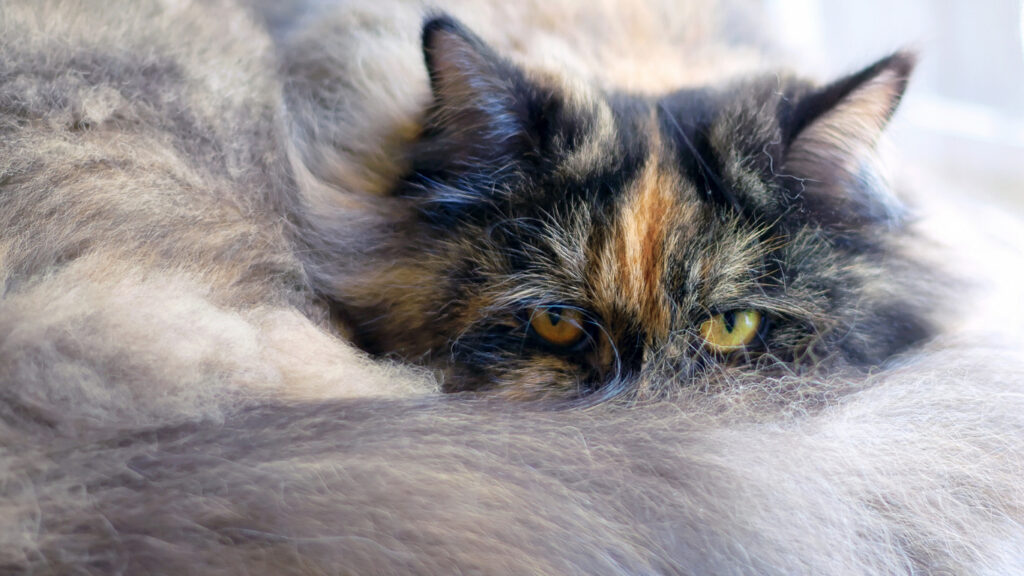 Tortoiseshell Persian cat: History, Personality, and Behaviour - CatQueries