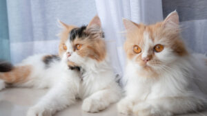 Two happy persian cat