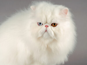flat faced white persian cat