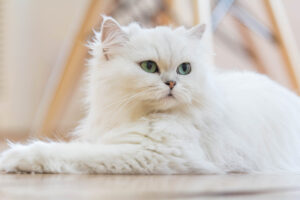 White tradition al persian cat