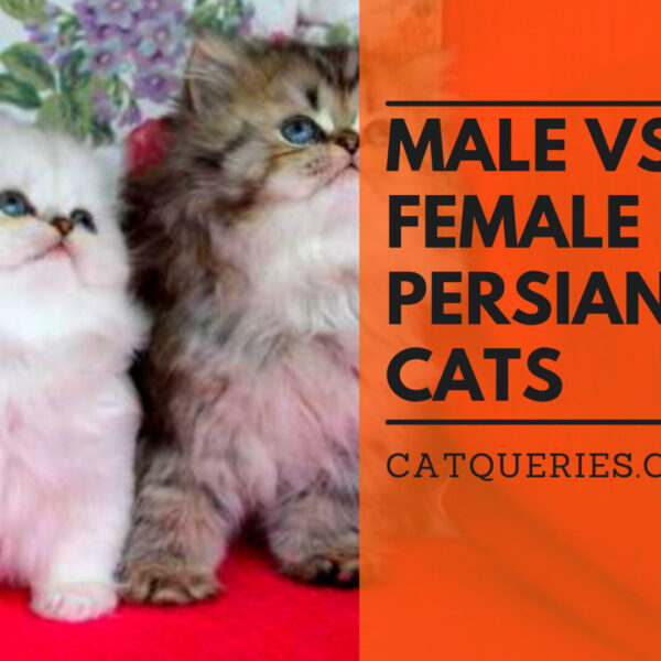 difference between male and female Persian cats