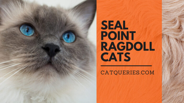 seal point ragdoll cats