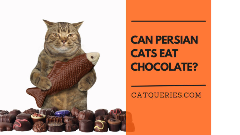 Can Persian cats eat chocolate