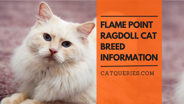 Flame point ragdoll cat