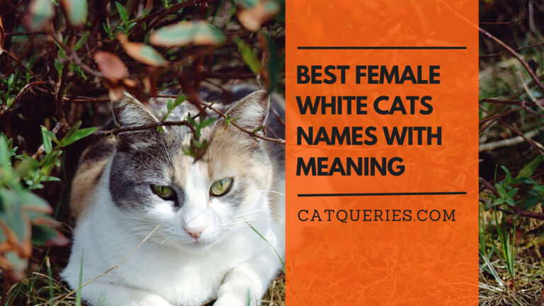 Best Female White Cats Names With Meaning