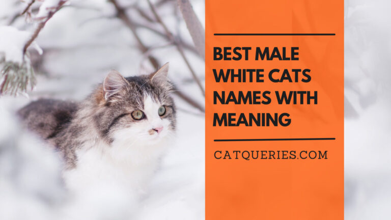 best male white cats names
