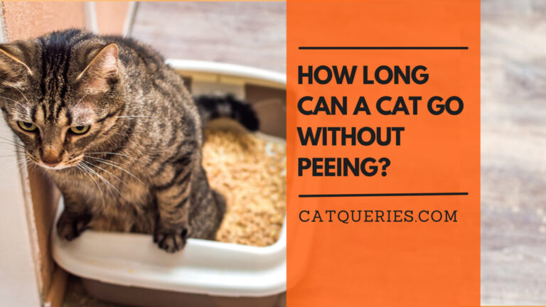 How Long Can a Cat Go Without Peeing