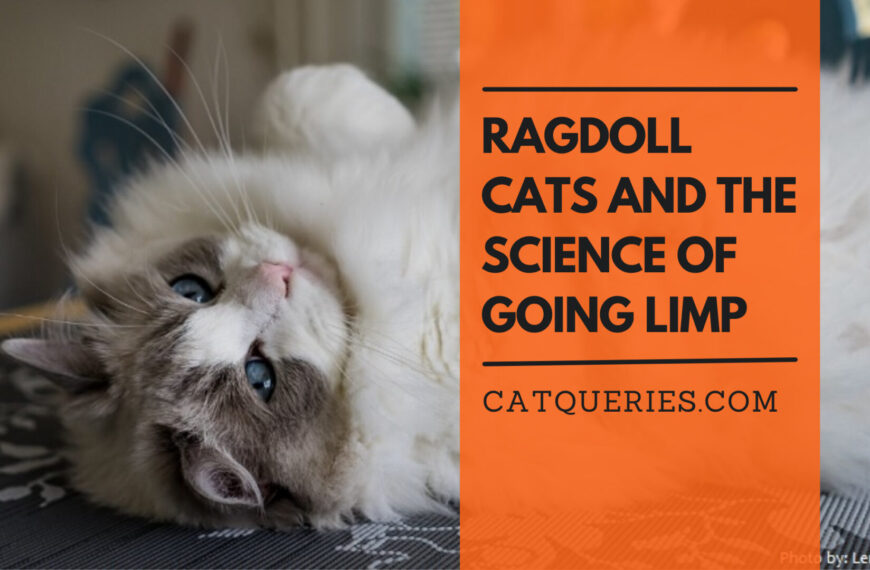 Ragdoll Cats and the Science of Going Limp