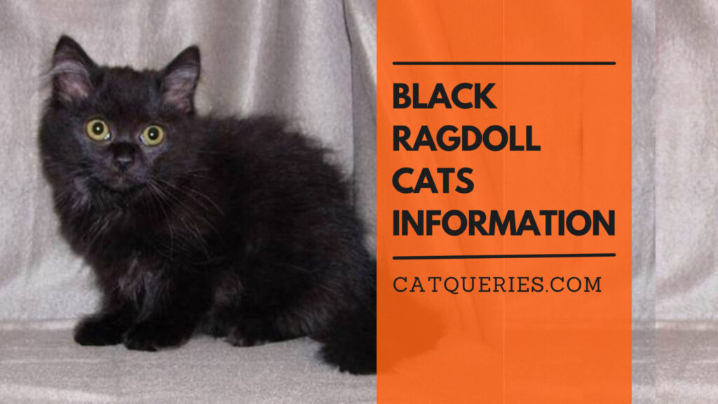 Can Ragdolls Be Black? Black Ragdoll Cat Breed Information CatQueries