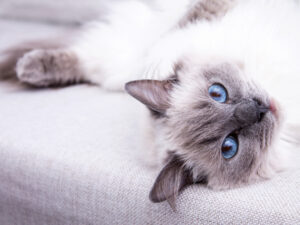 blue colorpoint ragdoll caton the couch