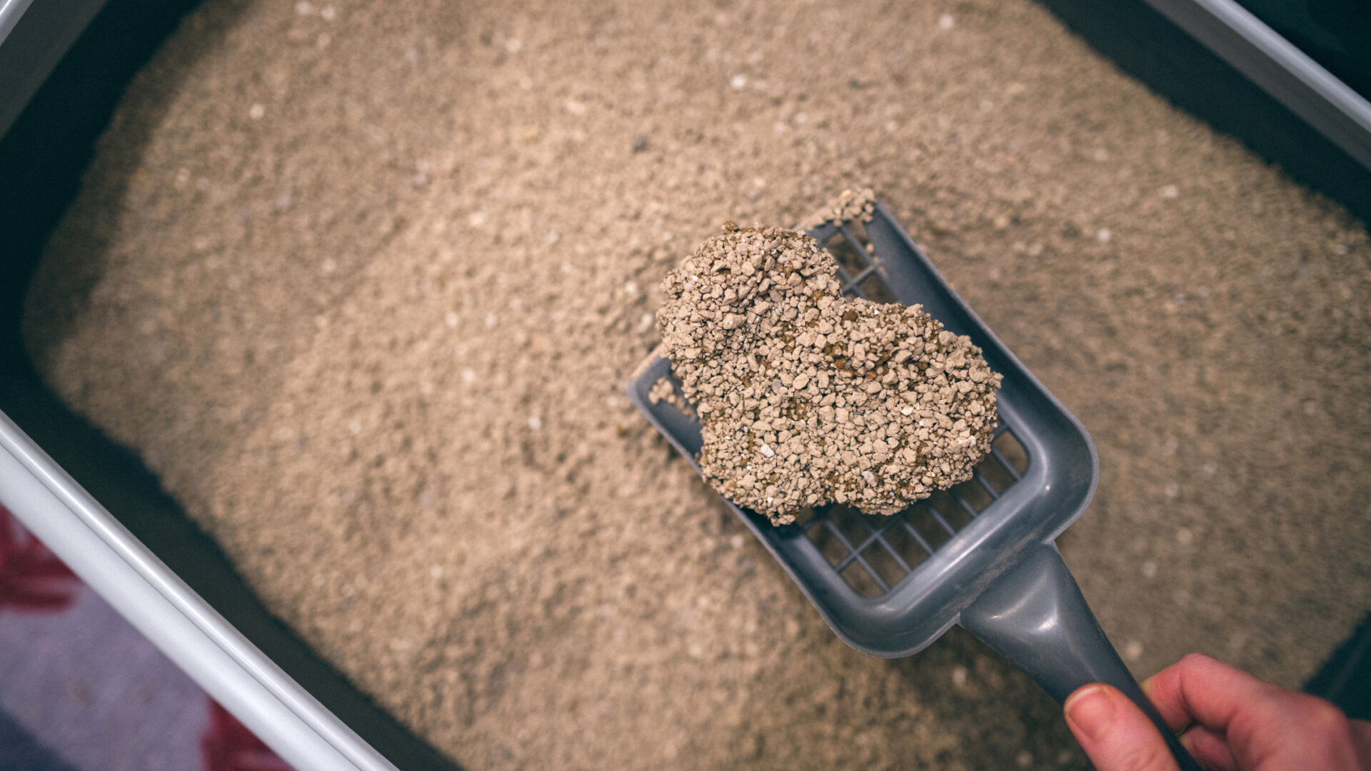 How Long Can a Cat Go Without Peeing? Cat Queries