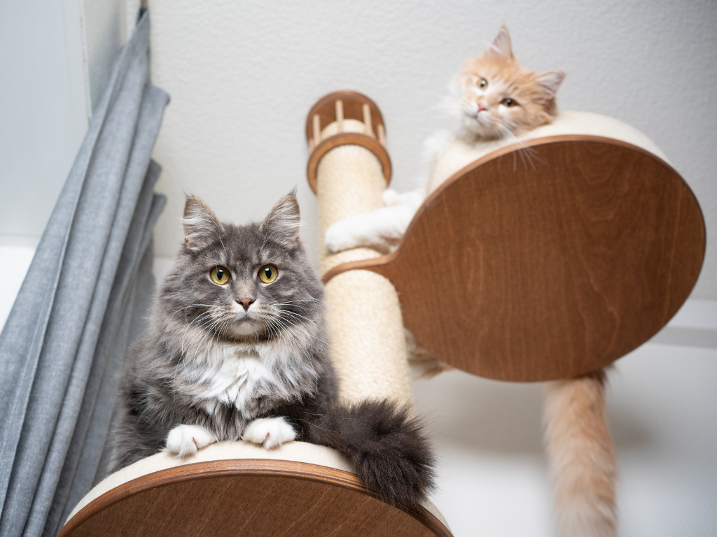 Maine coon cat scratching post