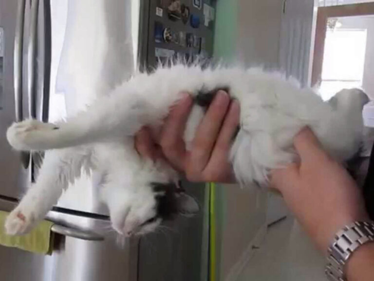 Ragdoll Cats and the Science of Going Limp Cat Queries