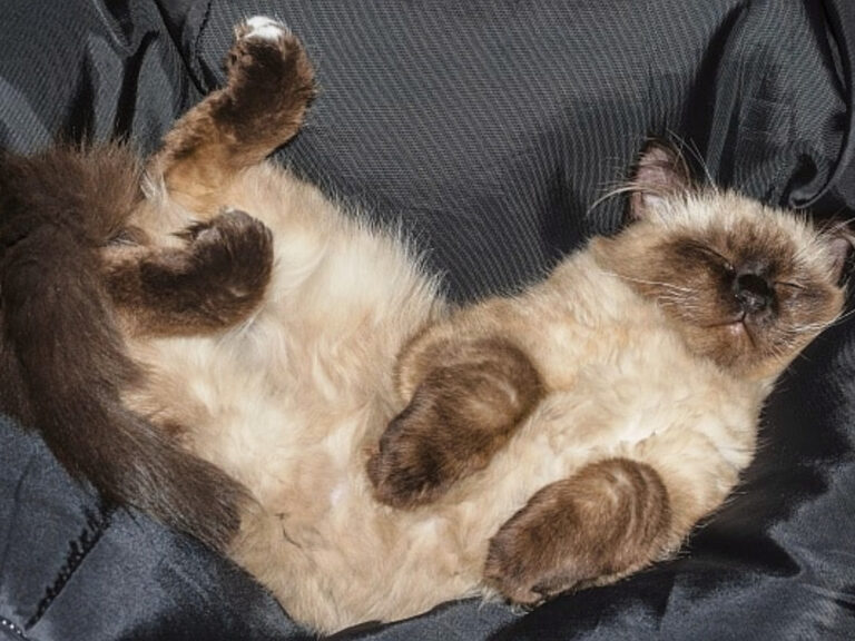 Ragdoll Cats and the Science of Going Limp Cat Queries
