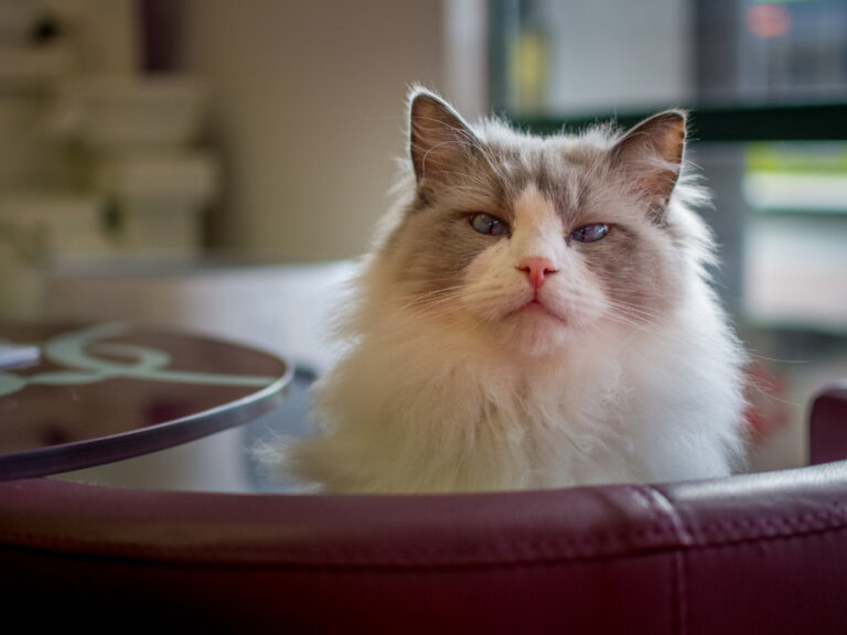 Are Ragdoll Cats Hypoallergenic? Cat Queries