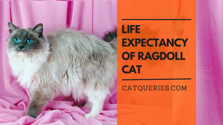 Ragdoll Health Issues The Risks and Dangers of Owning a Ragdoll Cat (2)