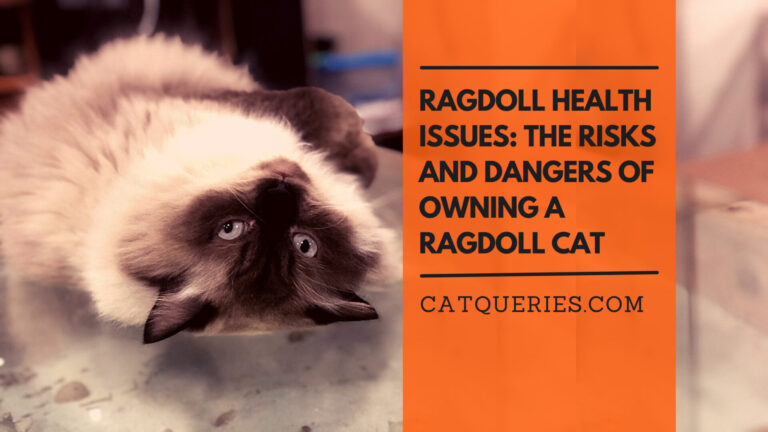 Ragdoll Health Issues The Risks and Dangers of Owning a Ragdoll Cat