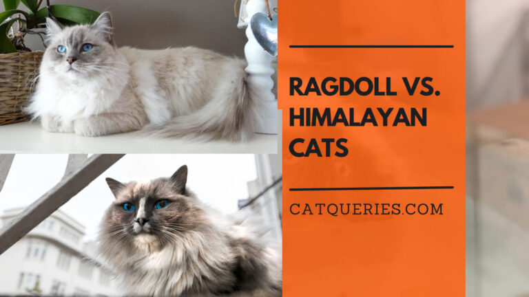 Ragdoll Vs. Himalayan Cats