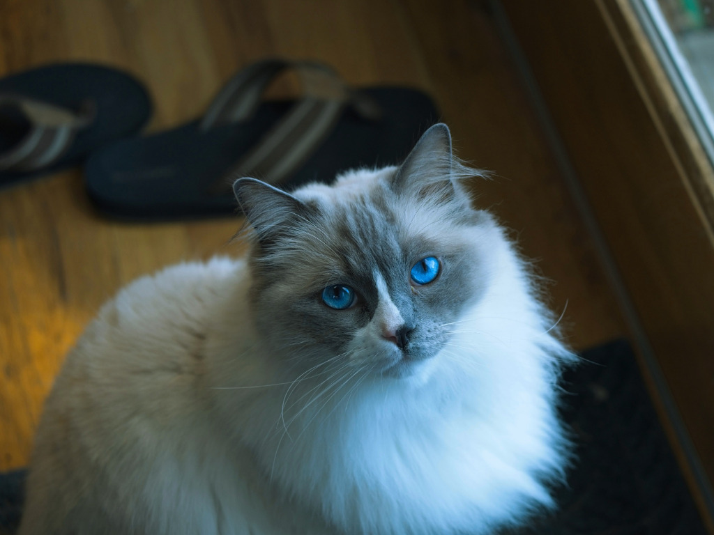 ragdoll cat blue eyes