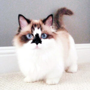 cute little Munchkin Ragdoll kitty