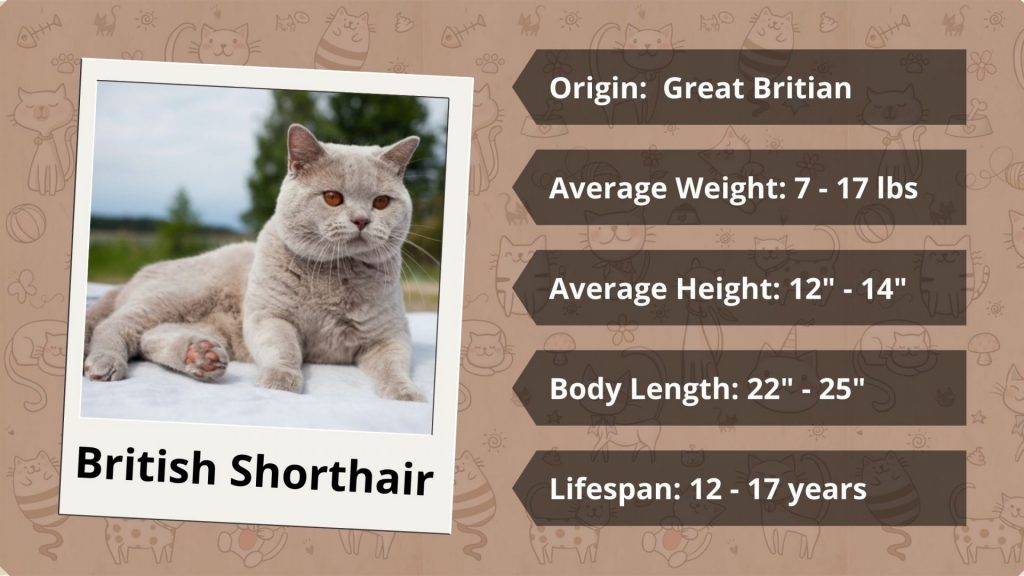 British Shorthair Cat age weight height and personality