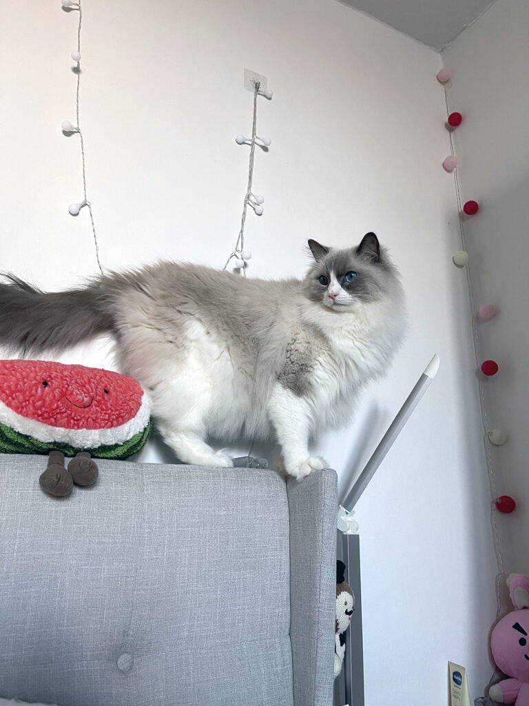 ragdoll cat and watermelon color scratching post