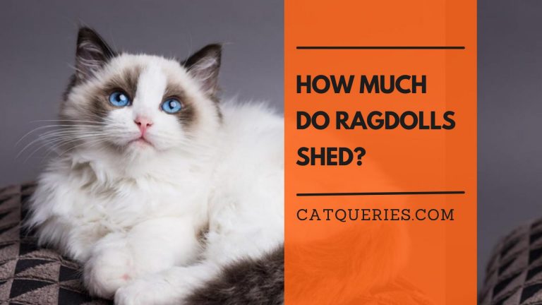 How much do ragdolls shed