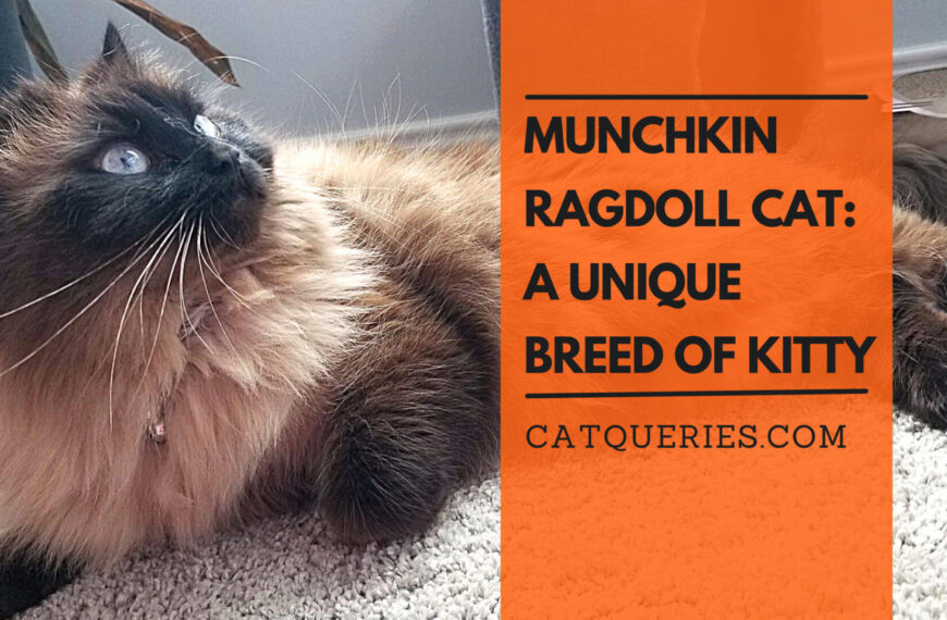 Munchkin Ragdoll Cat: A Unique Breed of Kitty