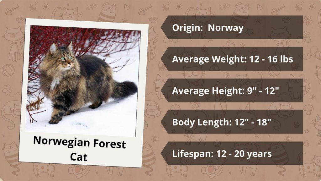 a large domestic Norwegian Forest Cat characteristics