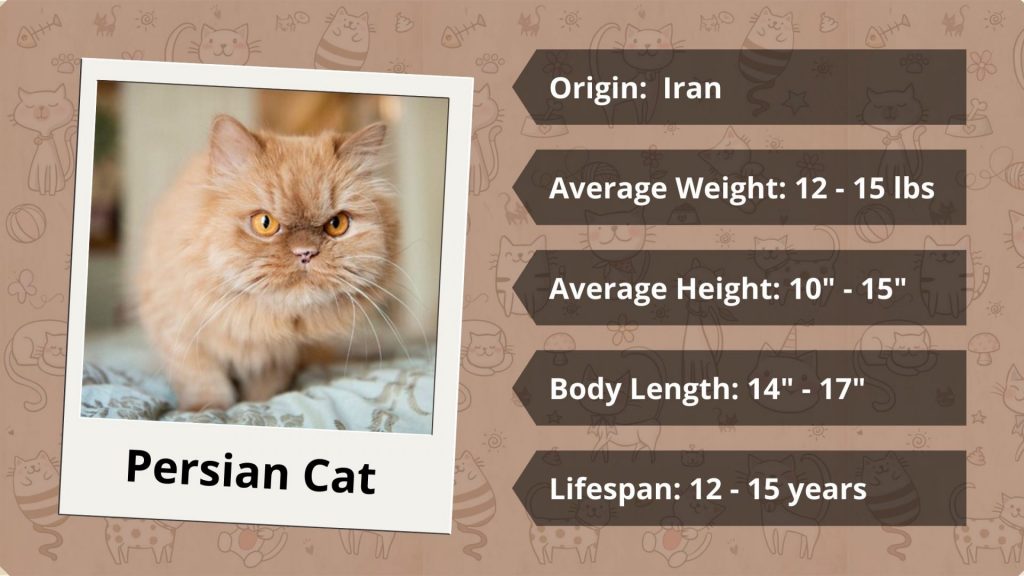 Persian Cat characteristics LIFESPAN height weight