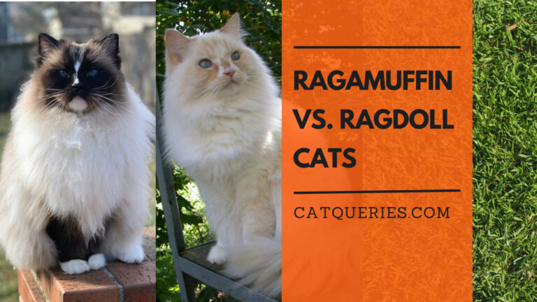 RagaMuffin VS. Ragdoll Cats