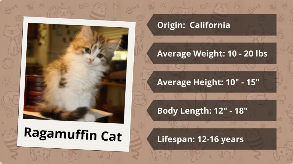 Ragamuffin Cat characteristics age height weight