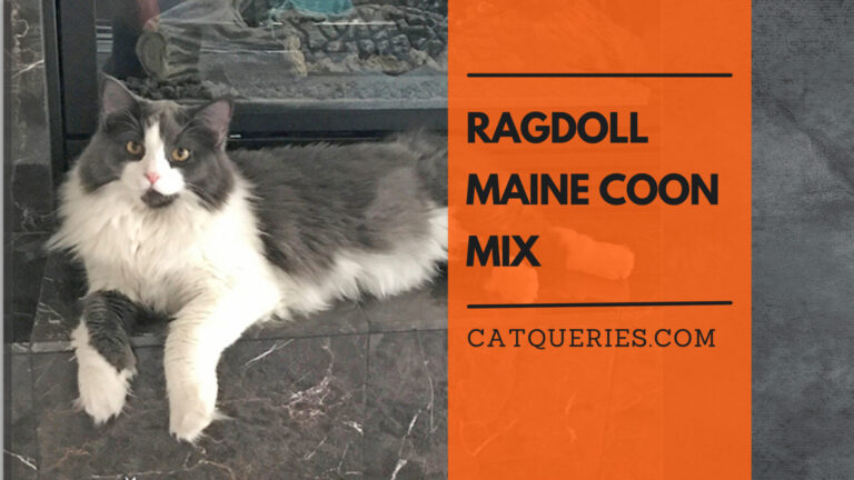 ragdoll maine coon mix