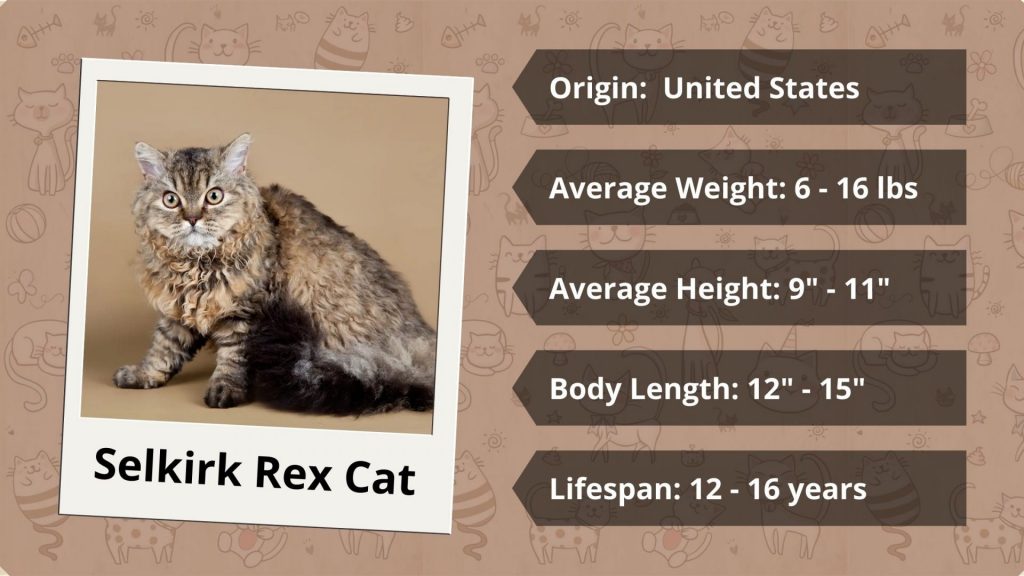 Selkirk Rex Cat characteristics